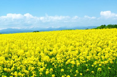 Güzel sarı bir kolza tohumu çiçeği tarlası