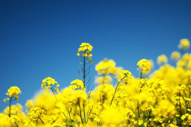 Güzel sarı bir kolza tohumu çiçeği tarlası