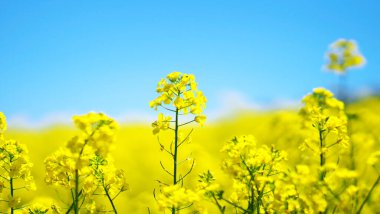 Güzel sarı bir kolza tohumu çiçeği tarlası
