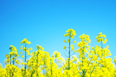 Güzel sarı bir kolza tohumu çiçeği tarlası