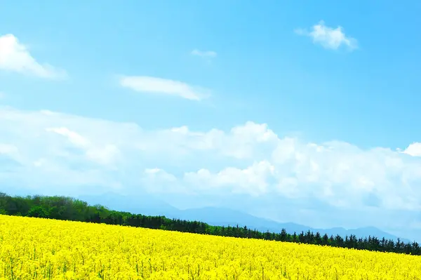 Güzel sarı bir kolza tohumu çiçeği tarlası
