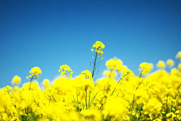 Güzel sarı bir kolza tohumu çiçeği tarlası