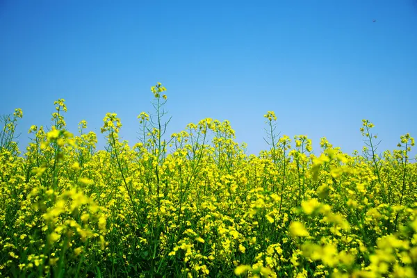 Güzel sarı bir kolza tohumu çiçeği tarlası