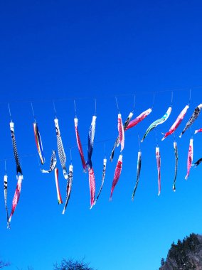 Mavi gökyüzünde yüzen sazan balıkları