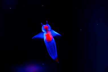 Güzel buz meleği, İklim