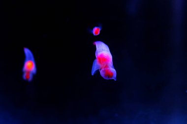 Güzel buz meleği, İklim