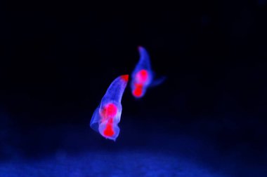 Güzel buz meleği, İklim