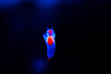 Güzel buz meleği, İklim