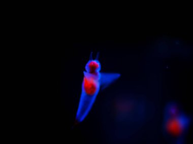 Güzel buz meleği, İklim