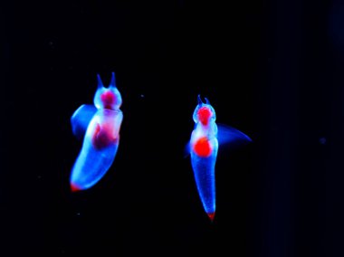 Güzel buz meleği, İklim