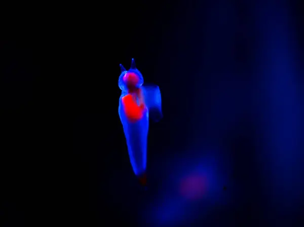 Güzel buz meleği, İklim