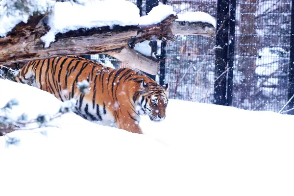 Amur Tiger: Maruyama Hayvanat Bahçesinde Popüler Bir Film