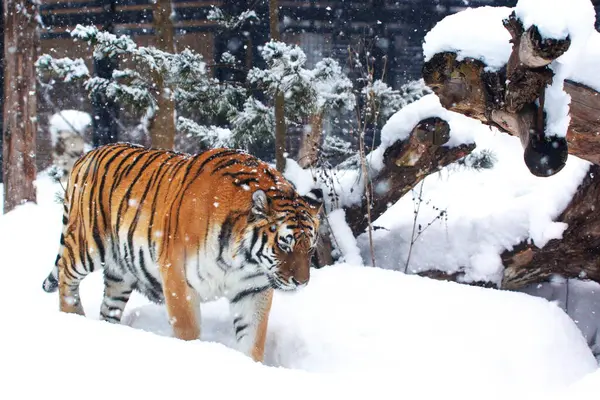 Amur Tiger: Maruyama Hayvanat Bahçesinde Popüler Bir Film