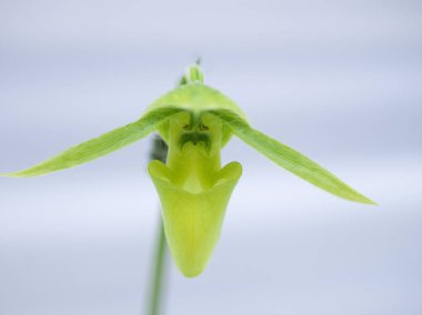 Dünya Orkide Sergisi Akabira 'da düzenlendi