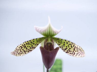 Dünya Orkide Sergisi Akabira 'da düzenlendi