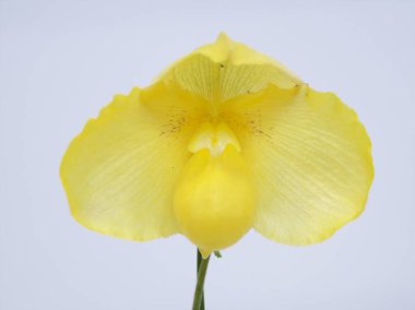 Dünya Orkide Sergisi Akabira 'da düzenlendi