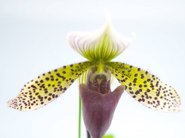 Dünya Orkide Sergisi Akabira 'da düzenlendi