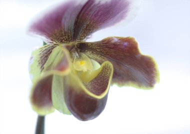 Dünya Orkide Sergisi Akabira 'da düzenlendi