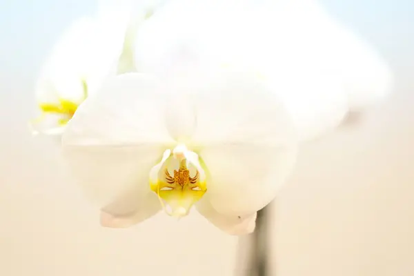 Dünya Orkide Sergisi Akabira 'da düzenlendi