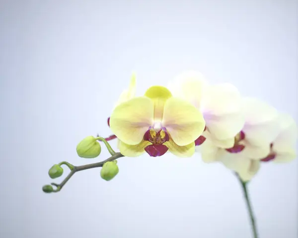 Dünya Orkide Sergisi Akabira 'da düzenlendi