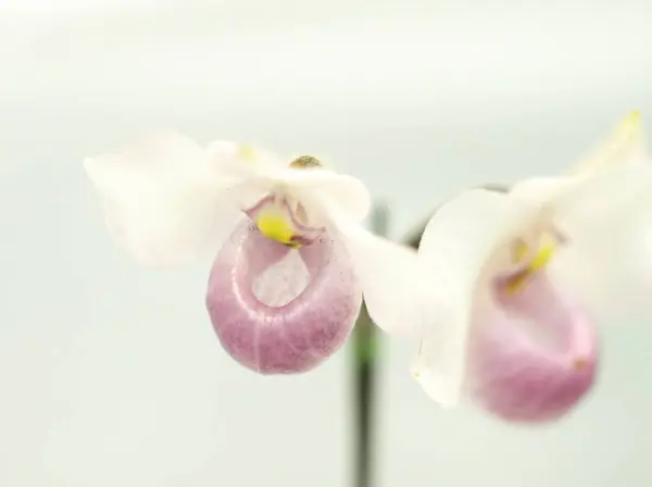 Dünya Orkide Sergisi Akabira 'da düzenlendi