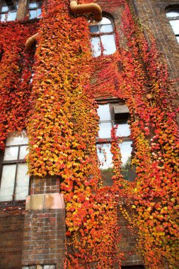 Sonbaharın sonlarında kırmızı lekeli sarmaşık