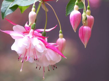 Yurigahara Parkı 'ndaki güzel pembe fuşyalar.