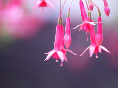 Yurigahara Parkı 'ndaki güzel pembe fuşyalar.