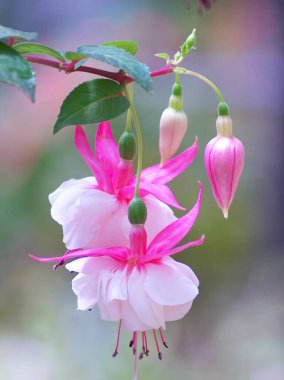 Yurigahara Parkı 'ndaki güzel pembe fuşyalar.