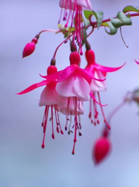 Yurigahara Parkı 'ndaki güzel pembe fuşyalar.