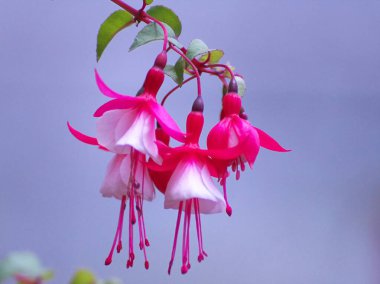 Yurigahara Parkı 'ndaki güzel pembe fuşyalar.