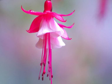 Yurigahara Parkı 'ndaki güzel pembe fuşyalar.