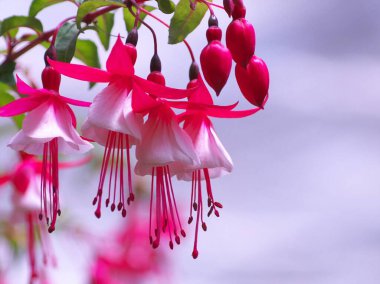 Yurigahara Parkı 'ndaki güzel pembe fuşyalar.