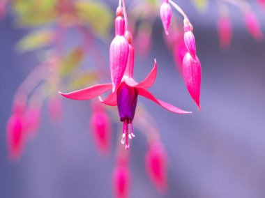 Yurigahara Parkı 'ndaki güzel pembe fuşyalar.