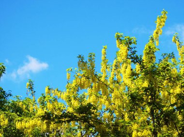 Yurigahara Parkı 'nda güzel sarı sariler.