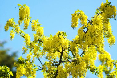 Yurigahara Parkı 'nda güzel sarı sariler.