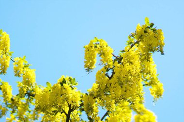 Yurigahara Parkı 'nda güzel sarı sariler.