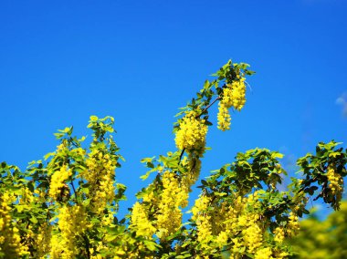 Yurigahara Parkı 'nda güzel sarı sariler.