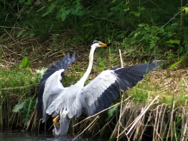 Yurigahara Parkı 'ndaki şirin gri balıkçıl.