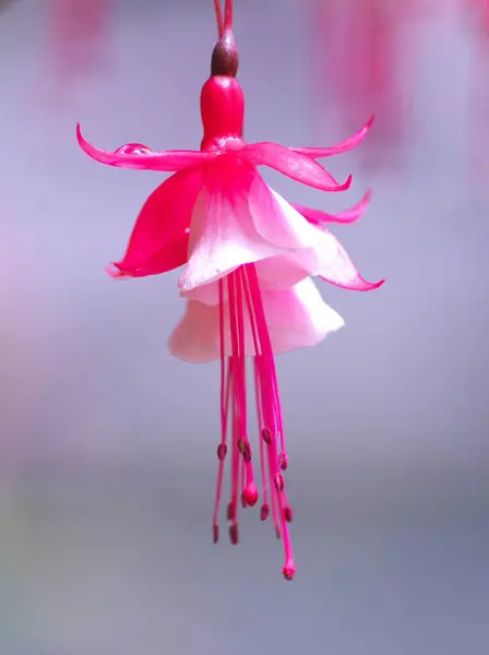 Yurigahara Parkı 'ndaki güzel pembe fuşyalar.