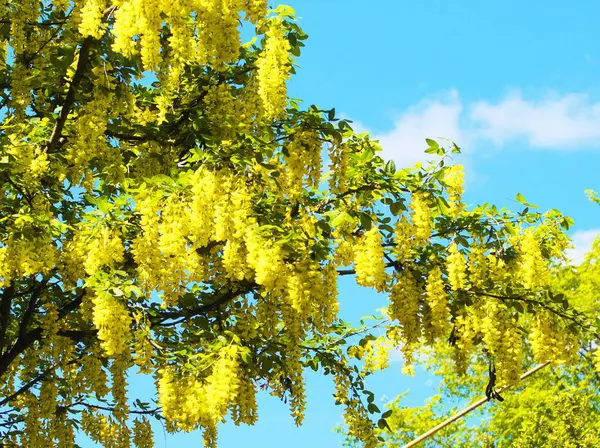 Yurigahara Parkı 'nda güzel sarı sariler.