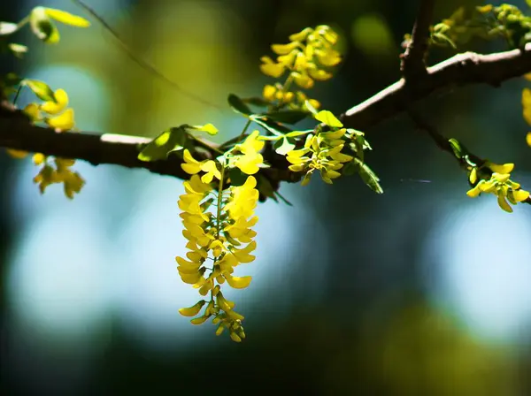 Yurigahara Parkı 'nda güzel sarı sariler.