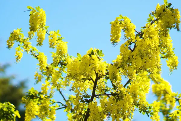 Yurigahara Parkı 'nda güzel sarı sariler.