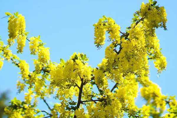 Yurigahara Parkı 'nda güzel sarı sariler.