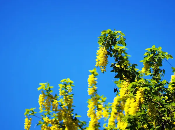 Yurigahara Parkı 'nda güzel sarı sariler.