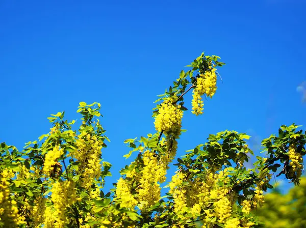 Yurigahara Parkı 'nda güzel sarı sariler.