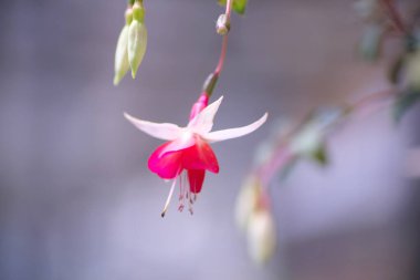 Yurigahara Parkı 'ndaki güzel fuşya.