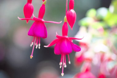 Yurigahara Parkı 'ndaki güzel fuşya.