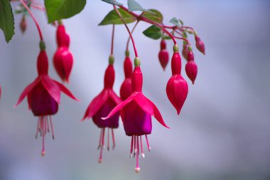 Yurigahara Parkı 'ndaki güzel fuşya.