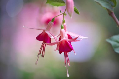Yurigahara Parkı 'ndaki güzel fuşya.